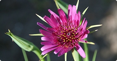 Havrerod i blomst