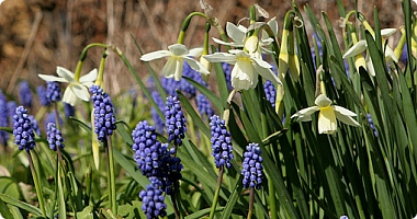 For&aring;rsl&oslash;gblomster