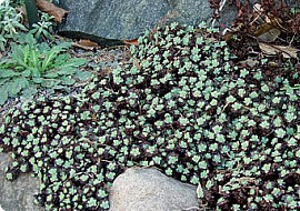 Sedum pachyclados