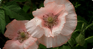 Sommerblomster og valmuer
