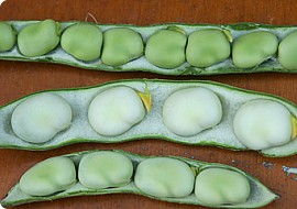 Valske b&oslash;nnesorter: Imperial Green Longpod, Sutton Dwarf, Witki