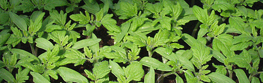 Sm&aring; tomatplanter