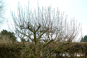 Pigeon æbletræ