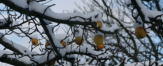 Æbler på træ i januar