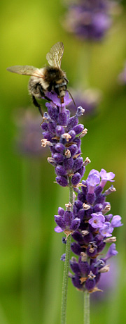 Lavendel er en god insektplante