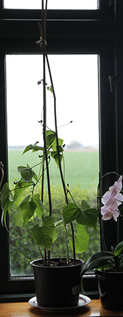 bønner i blomst i vindueskarm