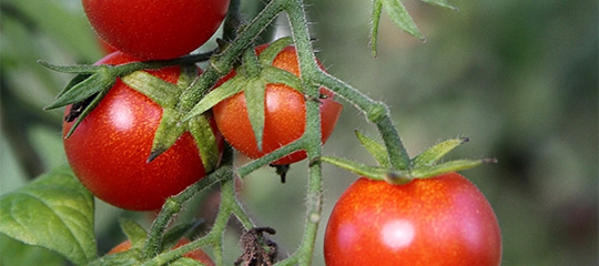 Sidste tomater i drivhuset