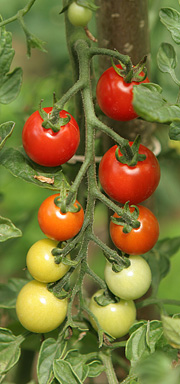 Tomater på friland