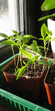 Chiliplanter i solen
