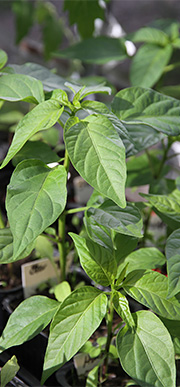 Chiliplanter i forskellig størrelser