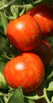Tomatplanter i drivhus