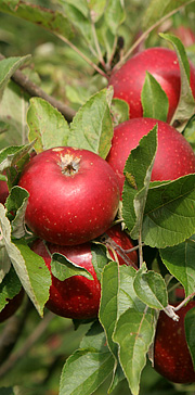 Ingrid Marie æbler