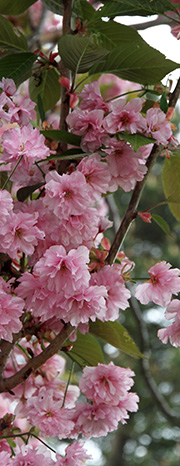 japansk kirsebærblomster
