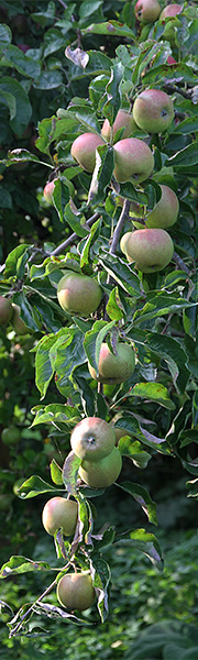 Jonagold æbler