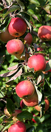 Jonagold æbler efter en kanonsommer