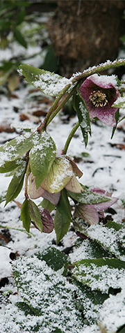 julerose frost