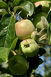 junifald æbler