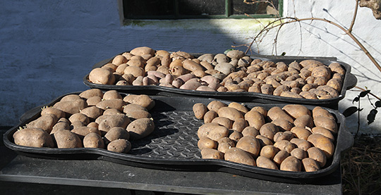 Kartofler til spiring