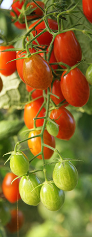 Tomater i oktober