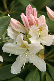 Rhododendron blomstrer i foråret