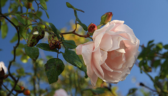 Rose i blomst i oktober