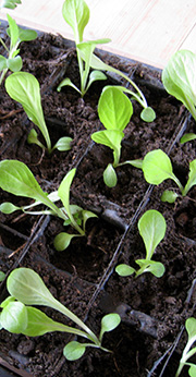 Salat plantet ud