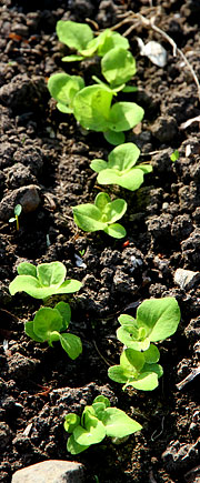 Salatplanter udplantet