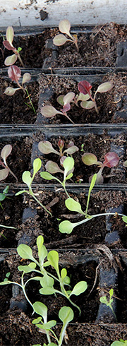 salatplanter