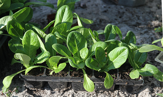 Salatplanter til afhærdning