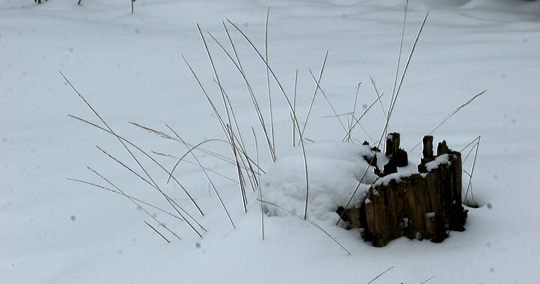 Sne og træstub