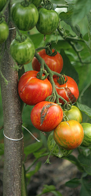 Revnede tomater