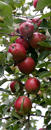 Summered æbler