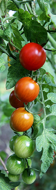 Tomatklase modner