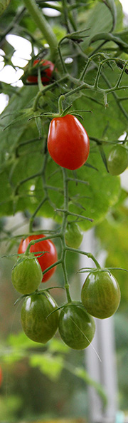 tomater modner stadig