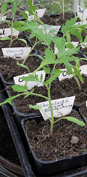 Tomatplanter i egen potte