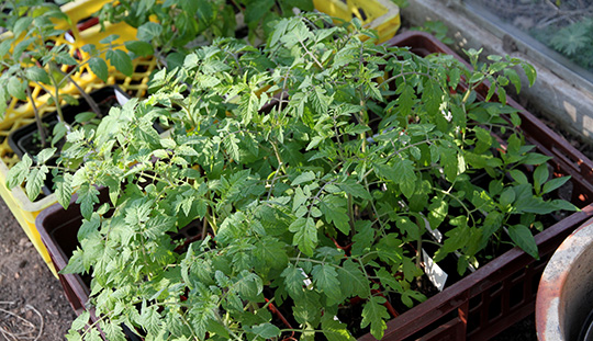 tomatplanter på dagophold