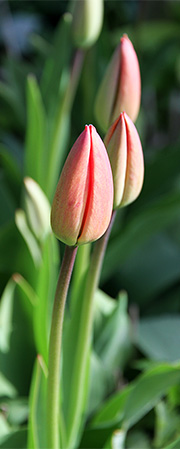 tulipanknopper