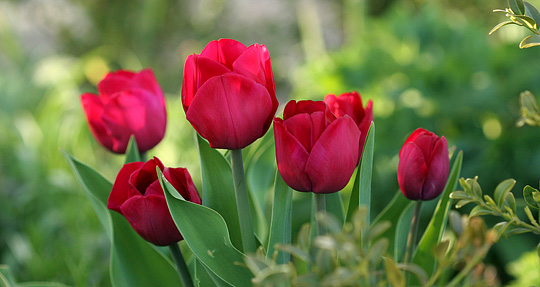 Mørkerøde tulipaner