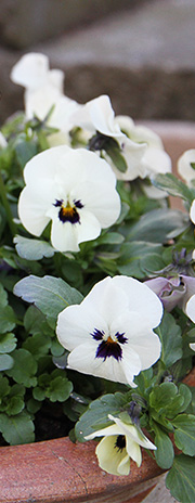 hvid viol cornuta