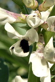 Nogle valske bønner har tofarvede blomster i hvidt og sort.