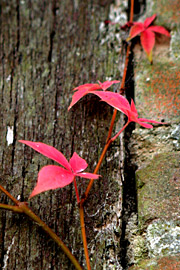 vildvin har røde blade i oktober.