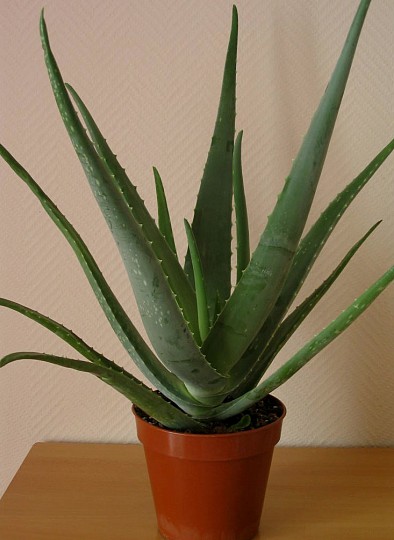 Havenyt.dk Aloe