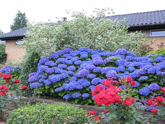 Havenyt.dk nyt bed i haven med hortensia