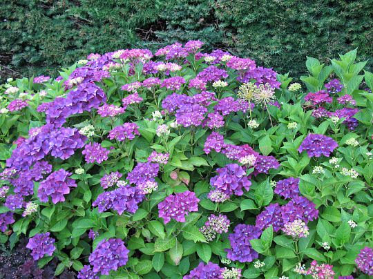 Havenyt.dk nyt bed i haven med hortensia Nyt bed i haven