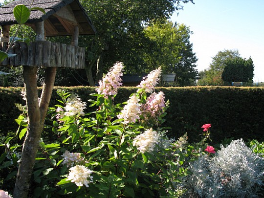 Havenyt.dk nyt bed i haven med hortensia Nyt bed i haven