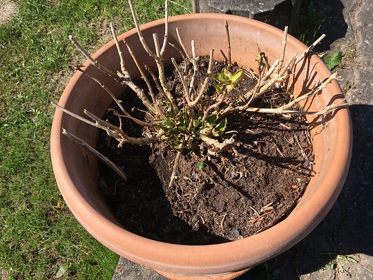 Havenyt.dk - Hortensia krukker