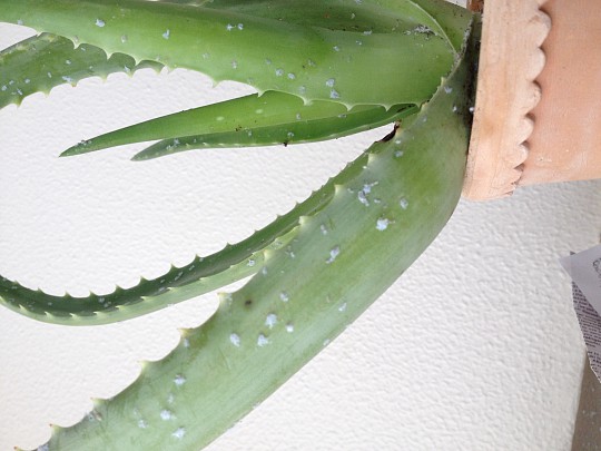 Havenyt.dk - Aloe plante