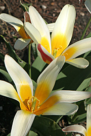 Åkandetulipaner er tidlige botaniske tulipaner