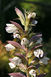 Acanthus spinosus