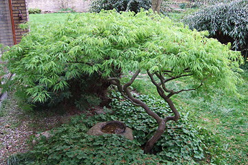 Acer